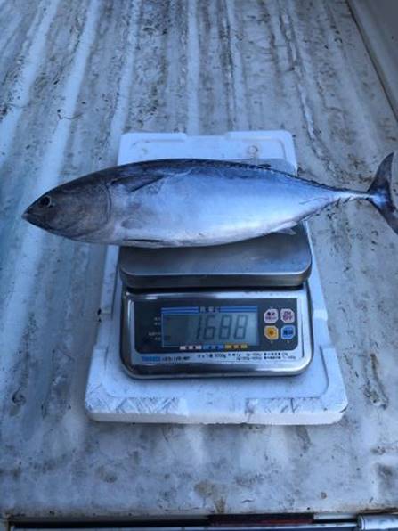 mackerel tuna, little tuna, kawakawa, or tongkol whole round Japan Origin.