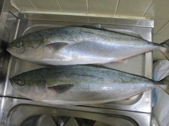 Yellow Tail Whole Round